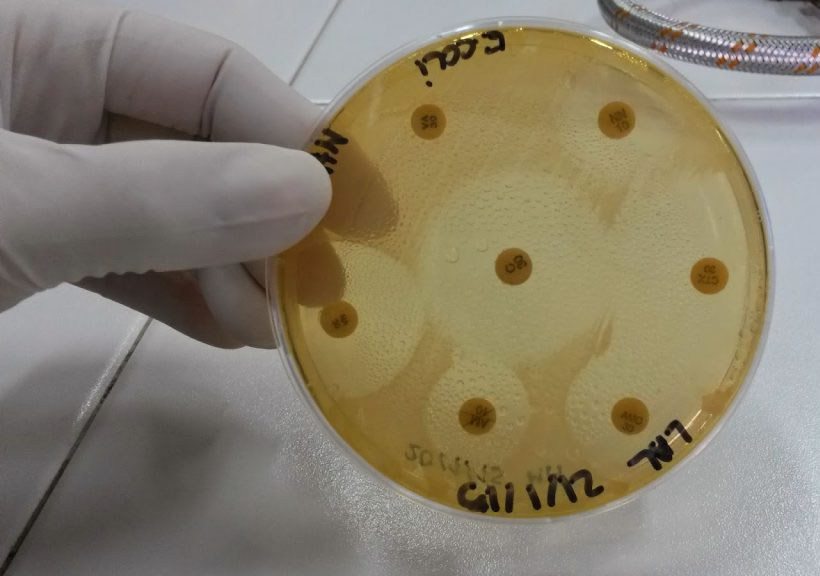 Placas de laboratorio para estudio de agentes patógenos
