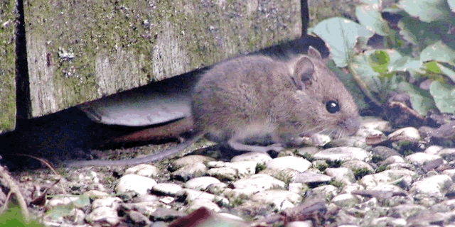 Ratón colilargo junto a una pared de madera