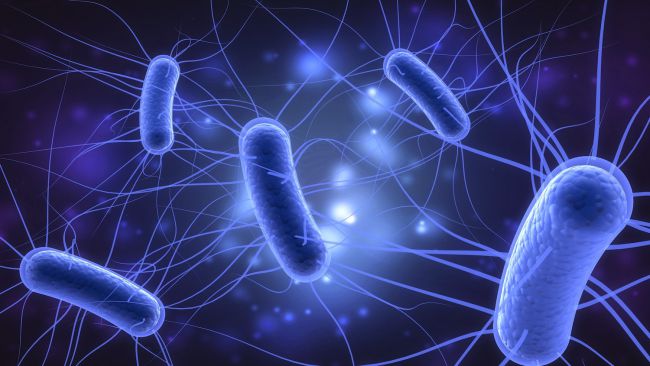Echerichia coli