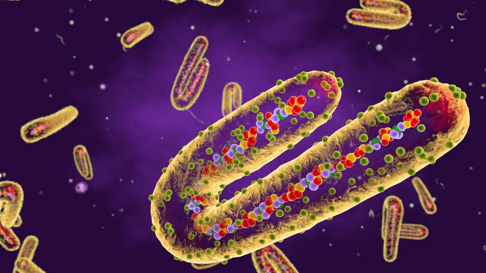 virus Marburg