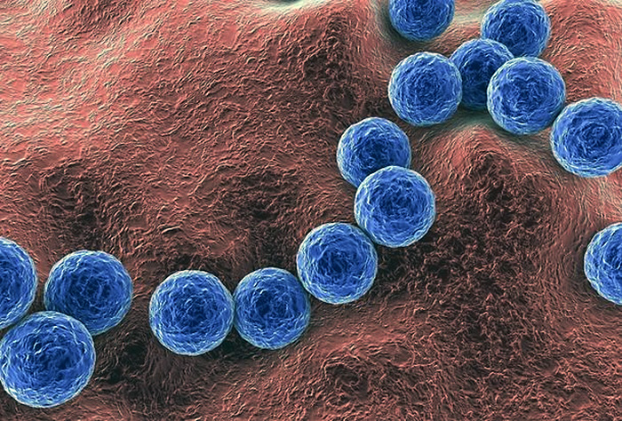 Bacteria Streptococus pyogenes