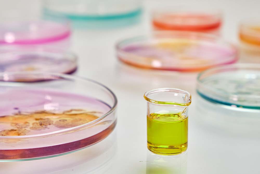 Cultivo de bacterias en laboratorio