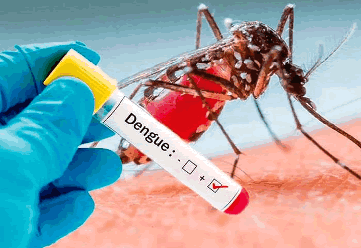 Mosquito más tubo de sangre con etiqueta Dengue